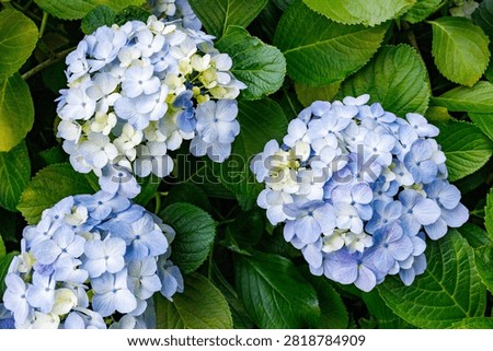 Close-up of Light blue hydrangea flowers blooming in early summer at Shimoda Park.