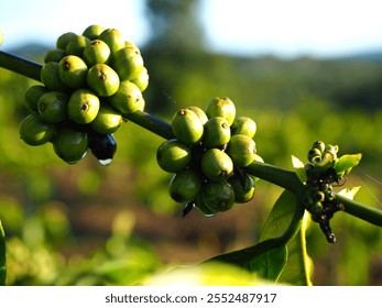 closeup of light green coffee berries on branches with raindrops.     - Powered by Shutterstock