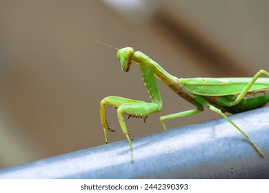 closeup light green praying mantis on iron rod The grasshopper looks so cool. - Powered by Shutterstock