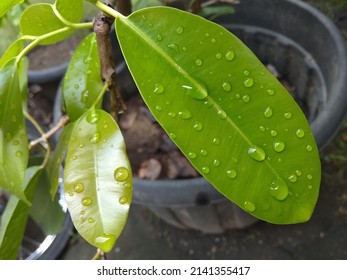 26,695 Oval green leaves Images, Stock Photos & Vectors | Shutterstock