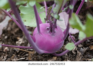 Closeup of the light purple color of the fresh Kohlrabi with scientific name Brassica Oleracea - Powered by Shutterstock