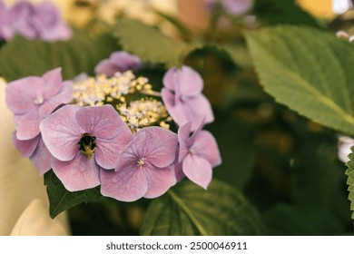 Close-up of light purple hydrangea flowers with a bee resting on one of them. - Powered by Shutterstock