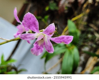 A close-up of a light purple orchid with darker veins, white center, and yellow throat, with a red ant on one petal. - Powered by Shutterstock