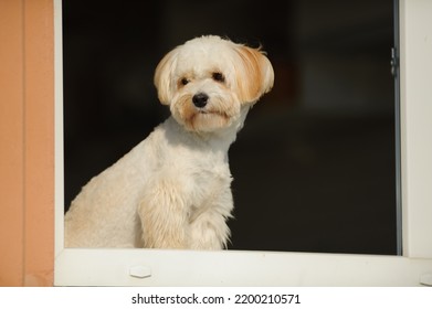 Close-up Light Small Dog Maltipu Sits On The Window In The Kitchen