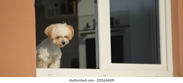 Close-up Light Small Dog Maltipu Sits On The Window In The Kitchen