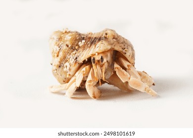 Close-up of a light yellowish-orange hermit crab with black eyes, in a brown shell with black patterns, photographed against a white background. Scientific name: Paguroidea. - Powered by Shutterstock