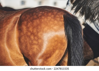 Close-up of a light-brown horse croup with dapple. Horse's rear end and tail - Shutterstock ID 2247811535