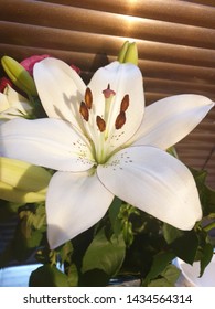 A Closeup Of A Lily From A Boquet Of Lilies