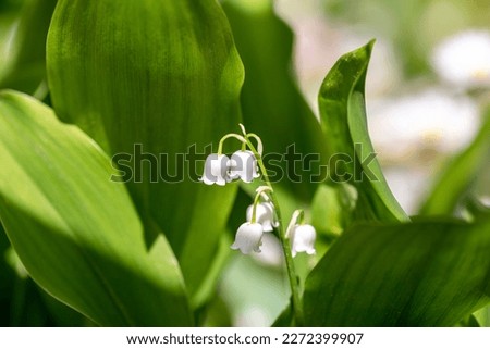 Close-up of Lily of the valley flower in spring garden in Bulgaria.