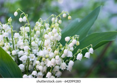closeup to lily of the valley flowers - Shutterstock ID 642099283