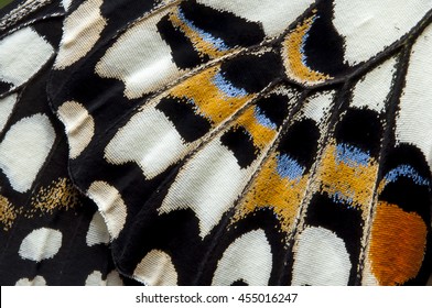 Closeup The Lime Butterfly wing, butterfly wing detail texture background
