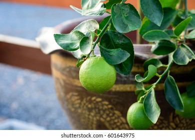 Closeup Lime Fruit On Tree Growing In Flower Pot