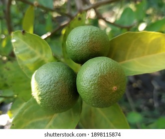 Close-up Lime Tree In The Garden, Vitamin C, Green Organic Lime, Citrus Fruit Hanging On Tree.