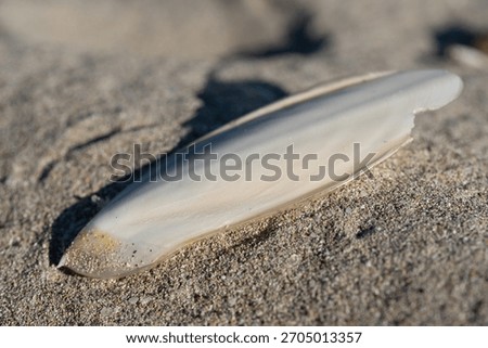 Close-up of a limestone lying on the beach. The limestone comes from a squid.