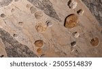 Close-up of limestone rock with embedded fossils, ideal for educational materials, geology studies, or natural history illustrations.
