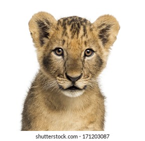 Lion Cub Portrait Hd Stock Images Shutterstock