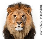 Close-up of lion, Panthera leo, 8 years old, in front of white background