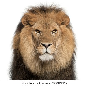 Close-up of lion, Panthera leo, 8 years old, in front of white background - Shutterstock ID 750083317