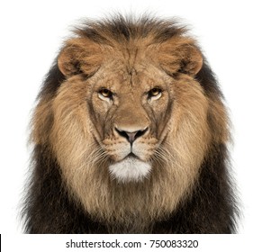 Close-up of lion, Panthera leo, 8 years old, in front of white background
