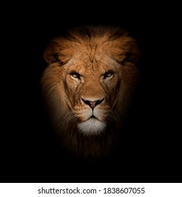 Close-up of lion, Panthera leo in front of black background - Powered by Shutterstock