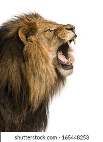 Close-up of a Lion roaring, isolated on white - Shutterstock ID 165448253