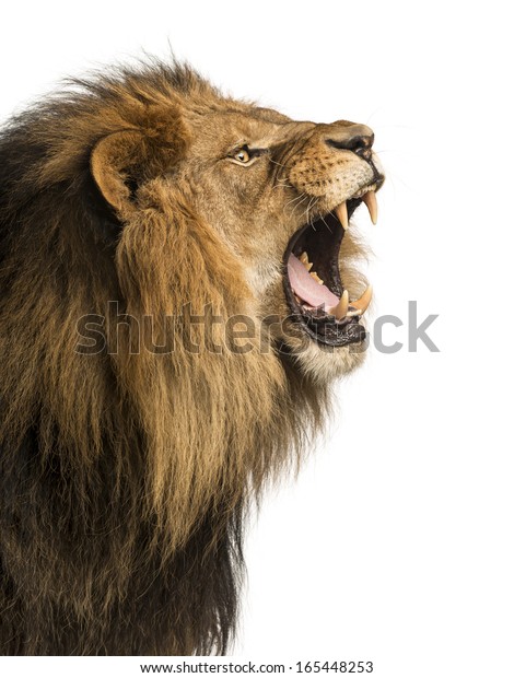 白い背景にライオンの吠え声の接写 の写真素材 今すぐ編集