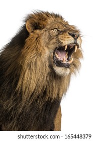 Roaring Lion Images Stock Photos Vectors Shutterstock