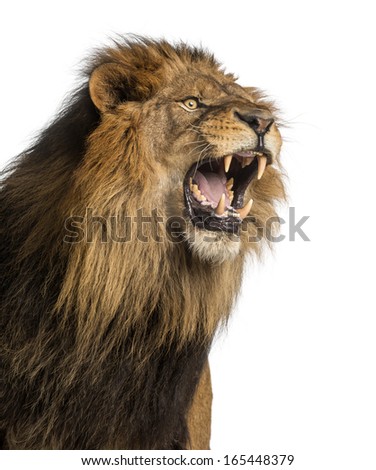 Close-up of a Lion roaring, Panthera Leo, 10 years old, isolated on white