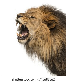 Close-up of a Lion roaring profile, Panthera Leo, 10 years old, isolated on white - Shutterstock ID 745688362