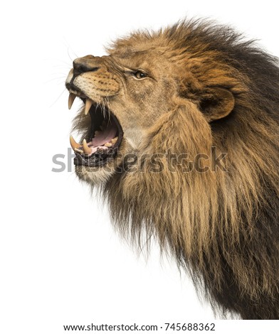 Close-up of a Lion roaring profile, Panthera Leo, 10 years old, isolated on white