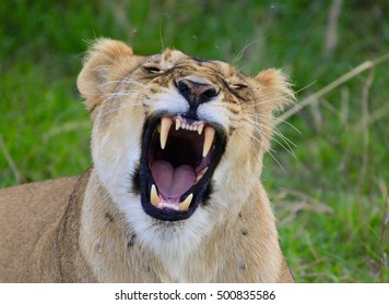 Closeup Of A Lion Yawning Exposing Canine Teeth