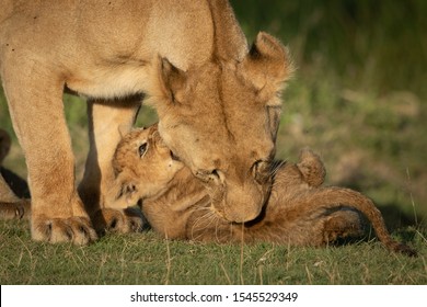 lioness biting lion nuts