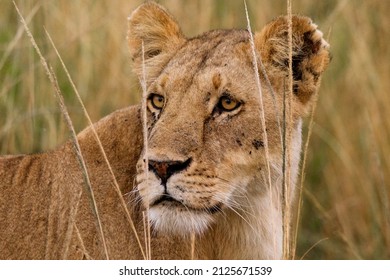 22,373 Lioness In Grass Images, Stock Photos & Vectors 