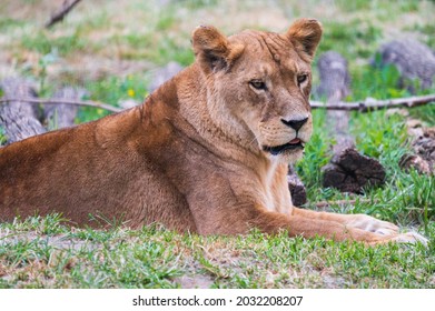 close-up of lioness lying on wooden branches in zoo at sunny day

