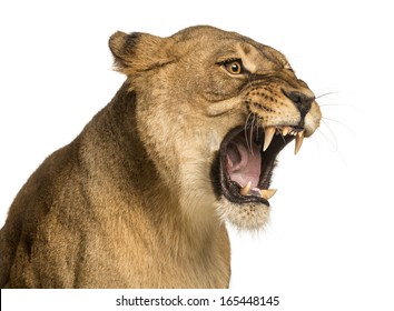 Close-up of a Lioness roaring, Panthera leo, 10 years old, isolated on white