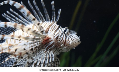 A closeup of a lionfish swimming on a dark background - Powered by Shutterstock