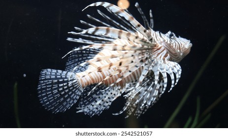 A closeup of a lionfish swimming on a dark background - Powered by Shutterstock