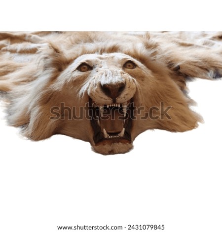 Close-up of a lion's head showing its fierce roar, isolated on a white background