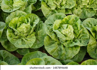 CLOSEUP OF LITTEL GEM LETTUCE CROP  - Powered by Shutterstock