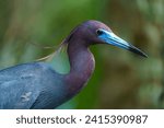 Close-up of Little Blue Heron: Crown feathers gracefully fluttering in the wind, a moment of avian elegance
