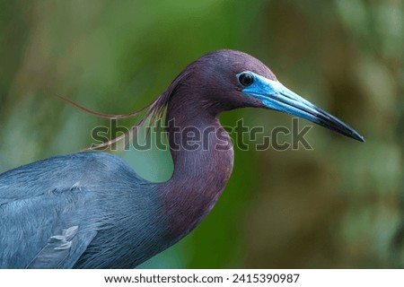 Close-up of Little Blue Heron: Crown feathers gracefully fluttering in the wind, a moment of avian elegance