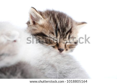 Closeup of little brown adorable newborn kitten sleeping on top of another grey fluffy kittycat while posing in white photo studio. Cute amusing charming striped kitties pretty happiness