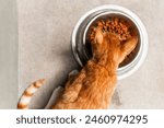 Closeup Of Little Cat Eating in A Bowl Pet Food