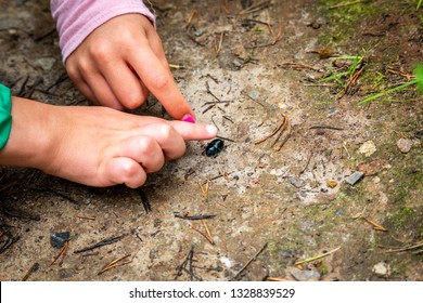 Closeup Of Little Children Boy And Girl Hands At Forest Ground, Exploring And Learning About Nature And Insects. Pointing And Touching A Black Bug.