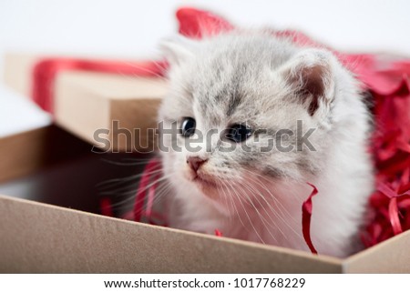 Closeup of little cute fluffy grey kitten sitting in decorated cardboard borthday box as present for special occasion. Red bow valentine adorable charming playful cat cuteness happiness funny kittycat