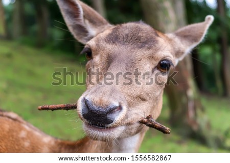close-up of a little deer looking into the camera and chewing on a stick, branch or twig