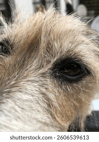 Closeup from a little dog withe brown black 