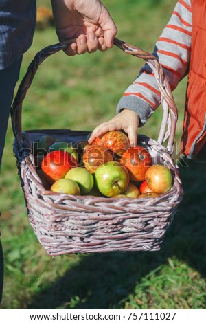 Similar – Closeup of woman putting apples in wicker basket while little girl looking