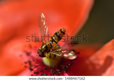 Similar – Image, Stock Photo adherence Nature Plant