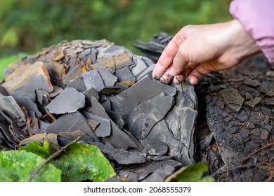 Closeup Little Kid Hand Collecting And Exploring Dark Grey Shale Slate Natural Rock Fossil At Walk In Forest With Family Outdoors. Child Searching Fossil Formation At Mountain Woods Park Outside